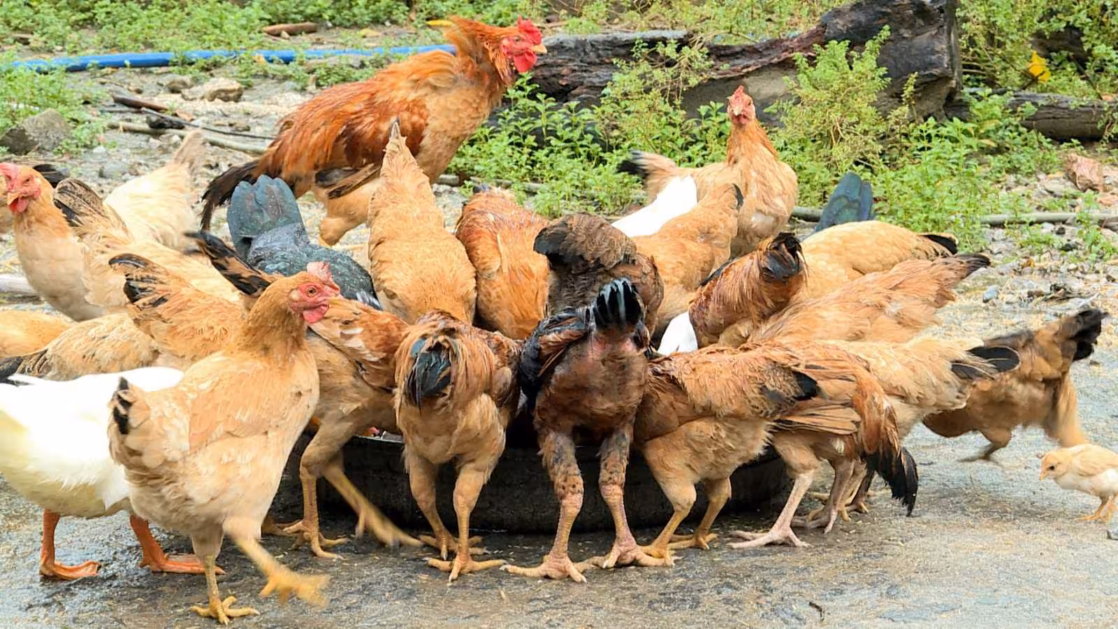 Gà ri vàng rơm Uông Bí: Đặc sản chuẩn vị vùng đất thiêng