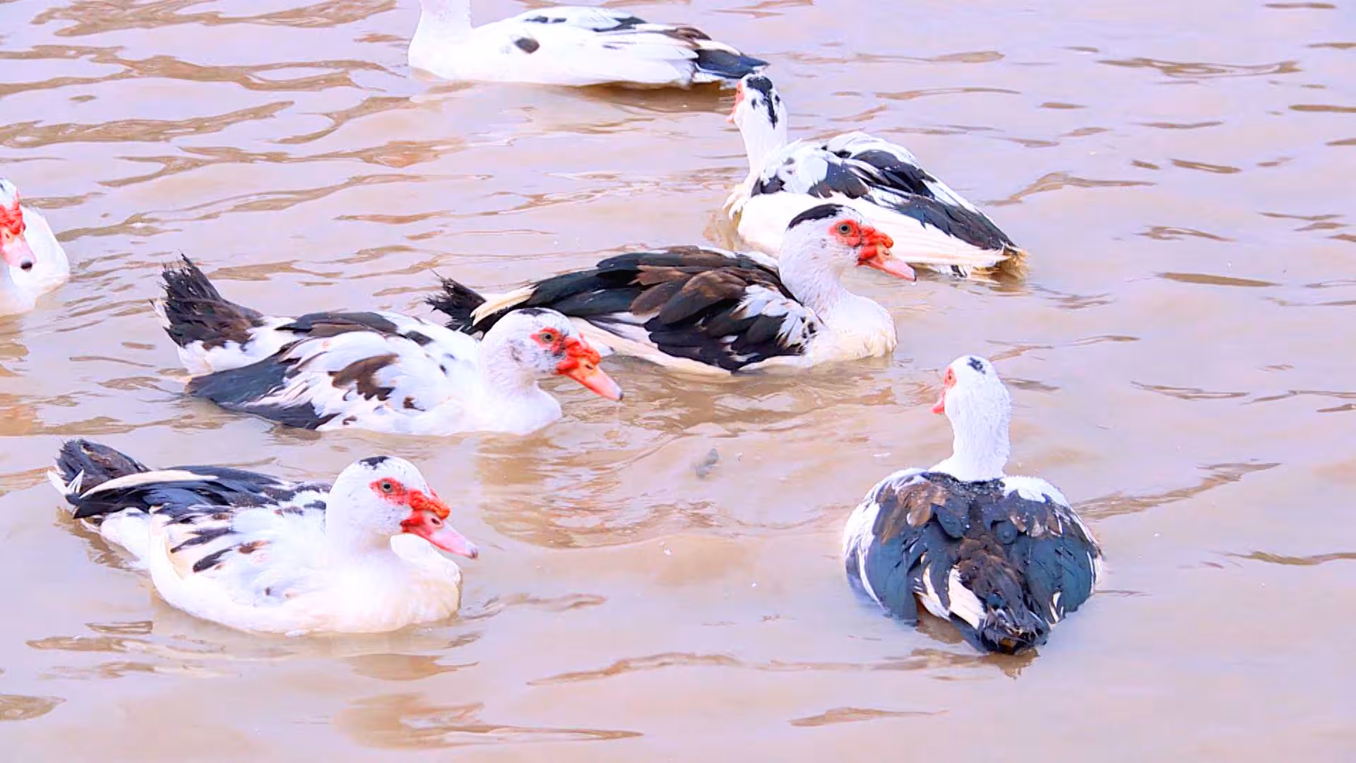 Ngan sao Đầm Hà: Đặc sản trứ danh và hành trình khẳng định thương hiệu OCOP